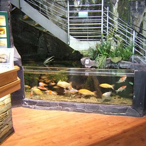 View of pay desk and first exhibit and stairs up to aquarium