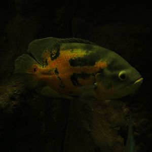Oscar Cichlid