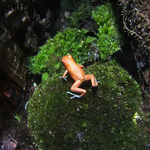Strawberry Poison Dart Frog