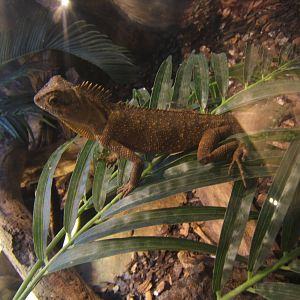Mountain Horned Dragon (Acanthosaura crucigera)