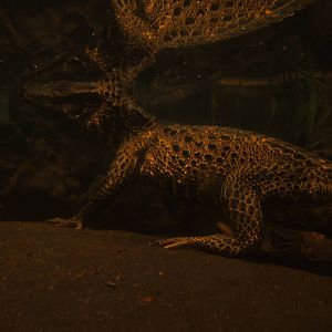 Underwater shot of a young West African Dwarf Crocodile