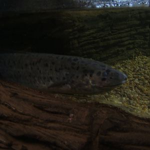 Marbled Lungfish