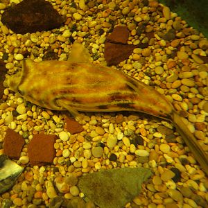 Fahaka Pufferfish (Tetraodon lineatus)