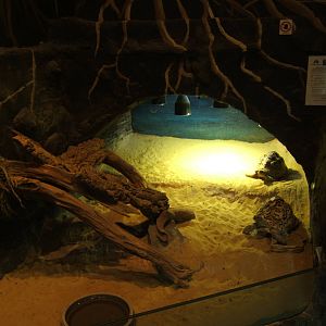 View of Leopard Tortoise exhibit