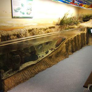 Shoreline exhibit