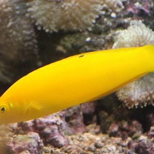 Canary wrasse
