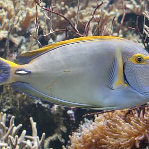 Eyestripe surgeonfish