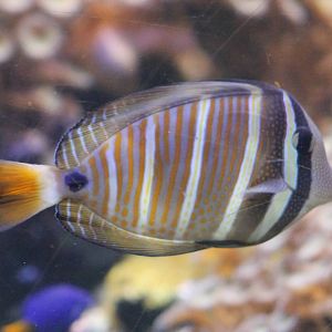 Indian sailfin tang