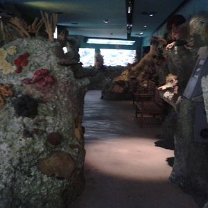 Coral aquarium room