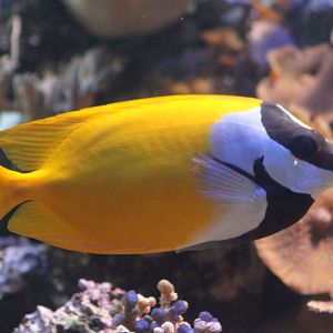 Foxface Rabbitfish