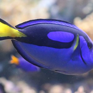 Regal tang