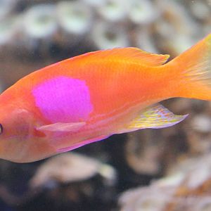 Squarespot anthias