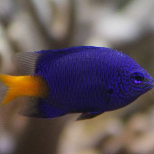 Yellow-tail blue damselfish