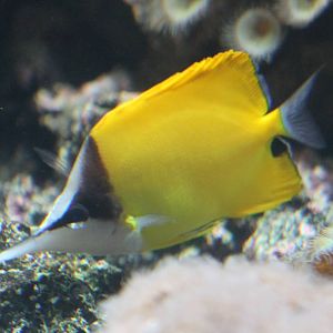Yellow longnose butterflyfish