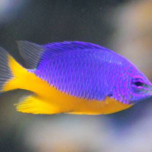 Fiji Damselfish