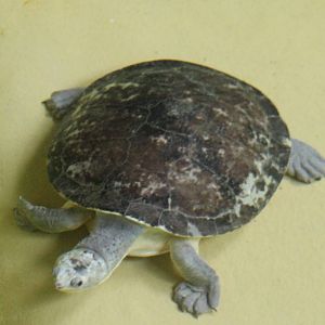 Australian big-headed turtle