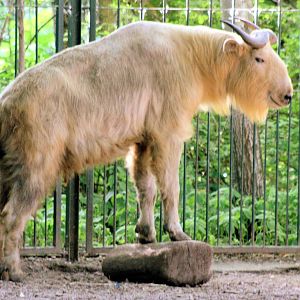 Golden takin; Berlin Tierpark; 9th June 2014