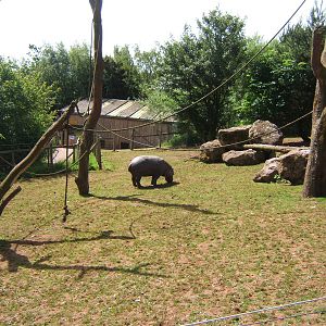 View of Pygmy Hippo enclosure towards the hosue