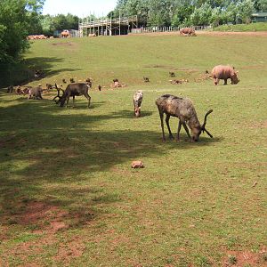 Domestic Reindeer,Hamadryas Baboon and White Rhino