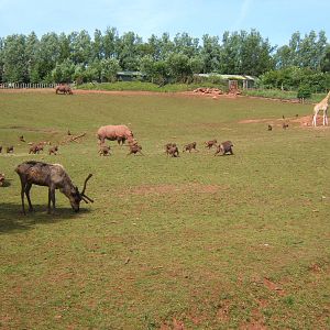 African Savannah exhibit