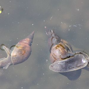 Great pond snails