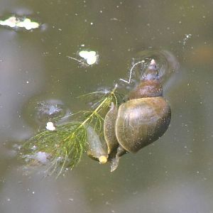 Snail ID