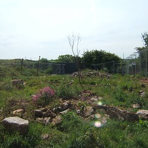 View of the Jaguar enclosure