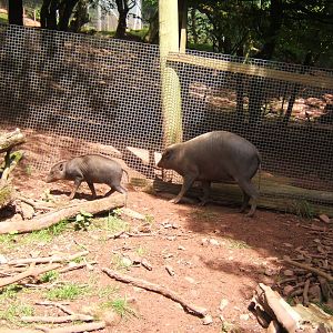 Babirusa