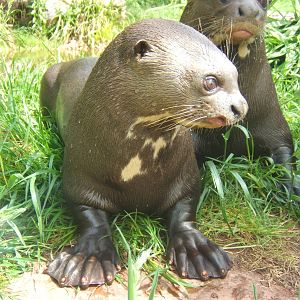 Giant Otter