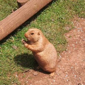 Black-tailed Prairie Dog