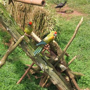 Red-fronted Macaws