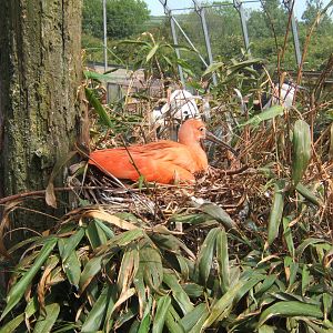 Scarlet Ibis on nest