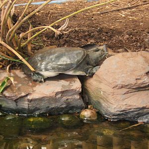 Chinese Soft-shelled Turtle