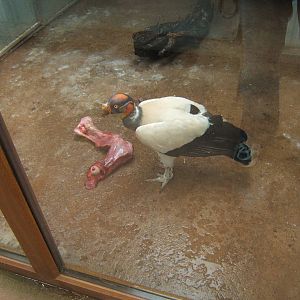 King Vulture