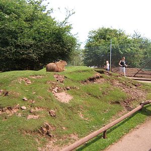 Capybara in Australian Walk through enclosure
