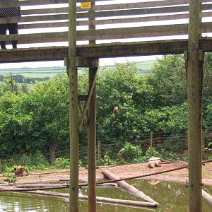 Spot the Tufted Capuchin???