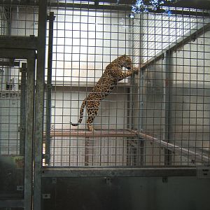 Jaguar trying to get alook at the Sri Lankan Leopards next door