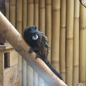 Red-mantled Saddle-backed Tamarin