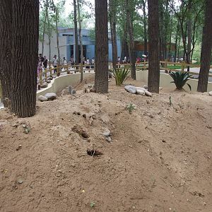 Meerkat exhibit