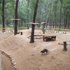 Raccoon exhibit
