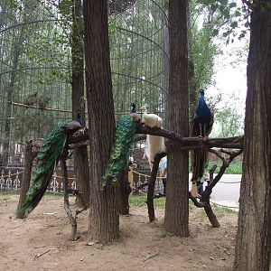 Peafowls are shown at many sites