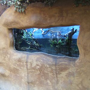 Elephant Trunkfish tank in the Secret World of the Okapi