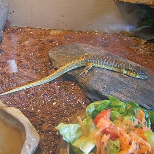 Berber Skink