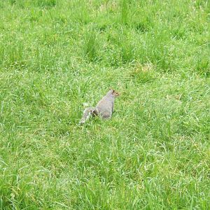Wild Grey Squirrel in reserve