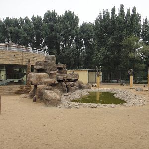 Hamadryas baboon exhibit