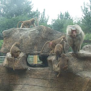 Hamadryas baboon