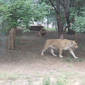 White lion exhibit