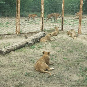 Lionets watching at the tigers