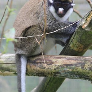 Lesser Spot-nosed Guenon (Cercopithecus petaurista petaurista)