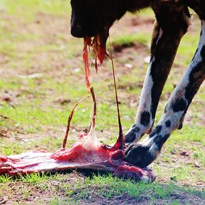 Painted Dog with food